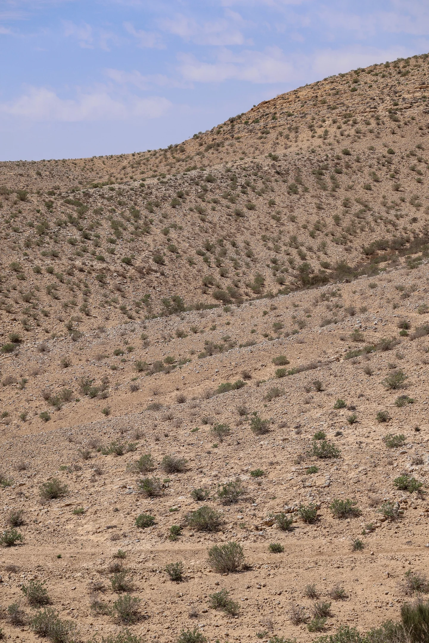Spot patterns: A resilient ecosystem response to water stress