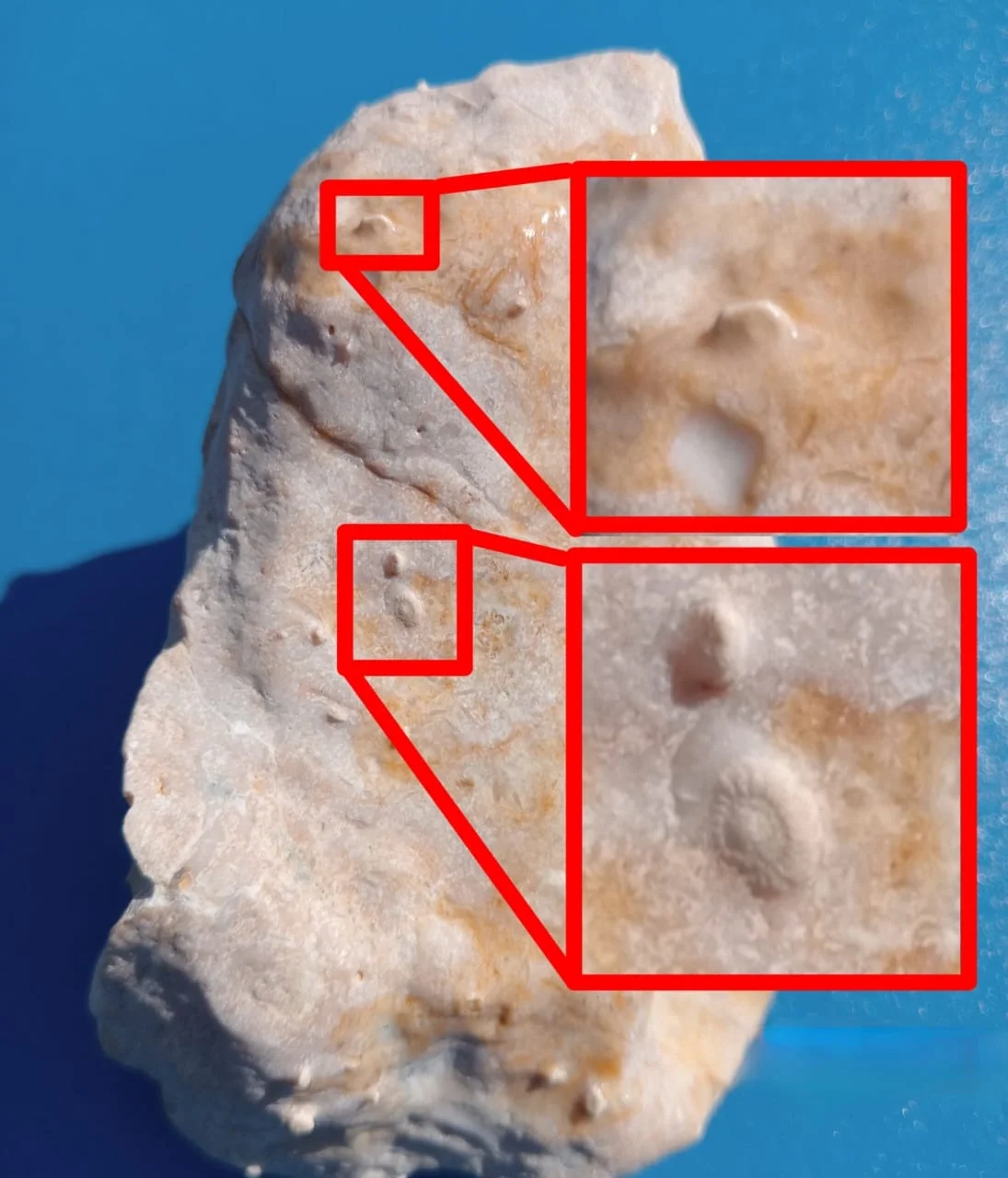 Foraminifera Fossils in Limestone from El Kharga Oasis, Egypt