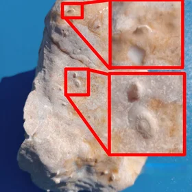 Foraminifera Fossils in Limestone from El Kharga Oasis, Egypt