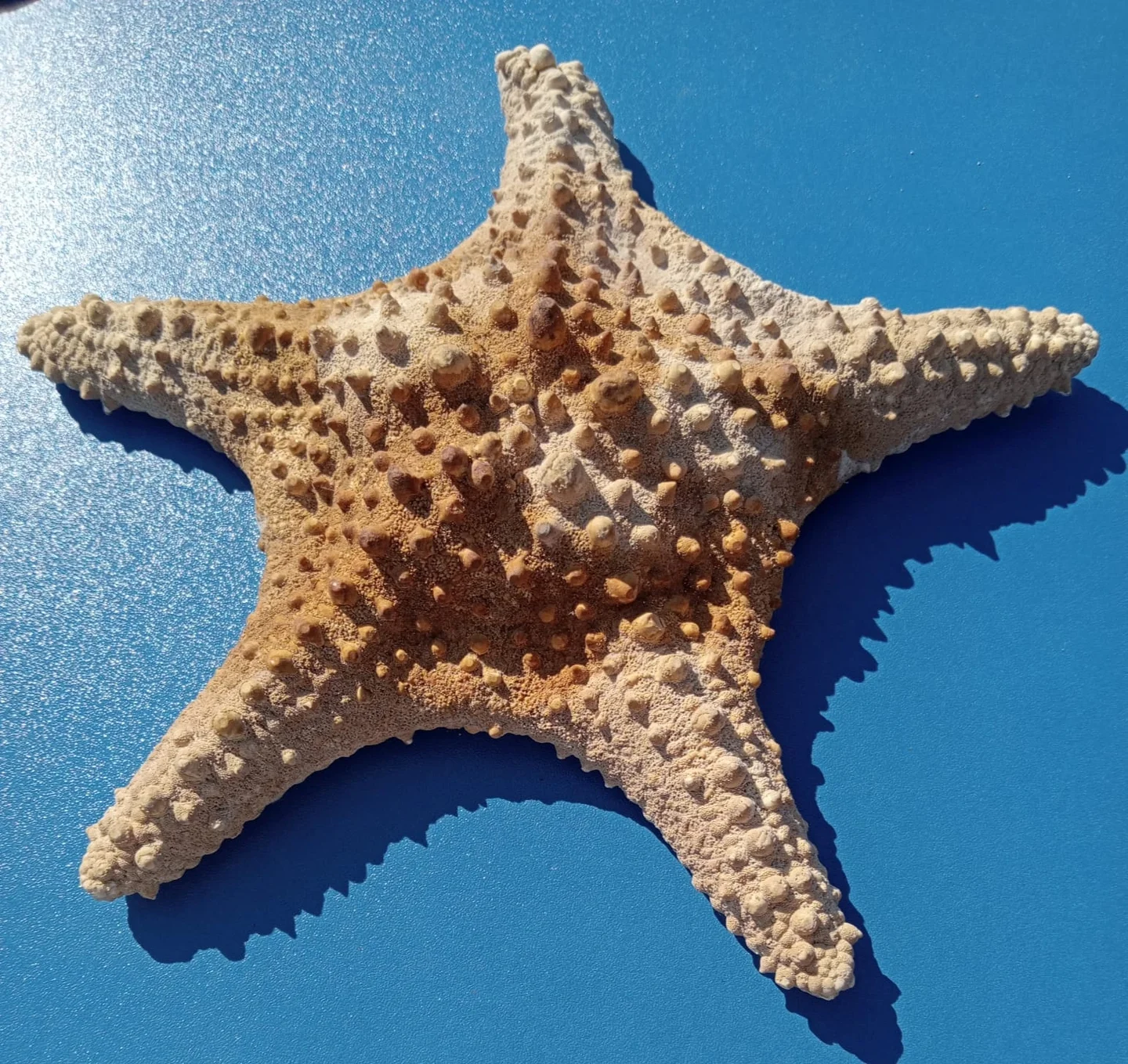 Fossilized Starfish: A Marine Memory Preserved in Time