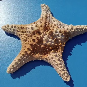 Fossilized Starfish: A Marine Memory Preserved in Time