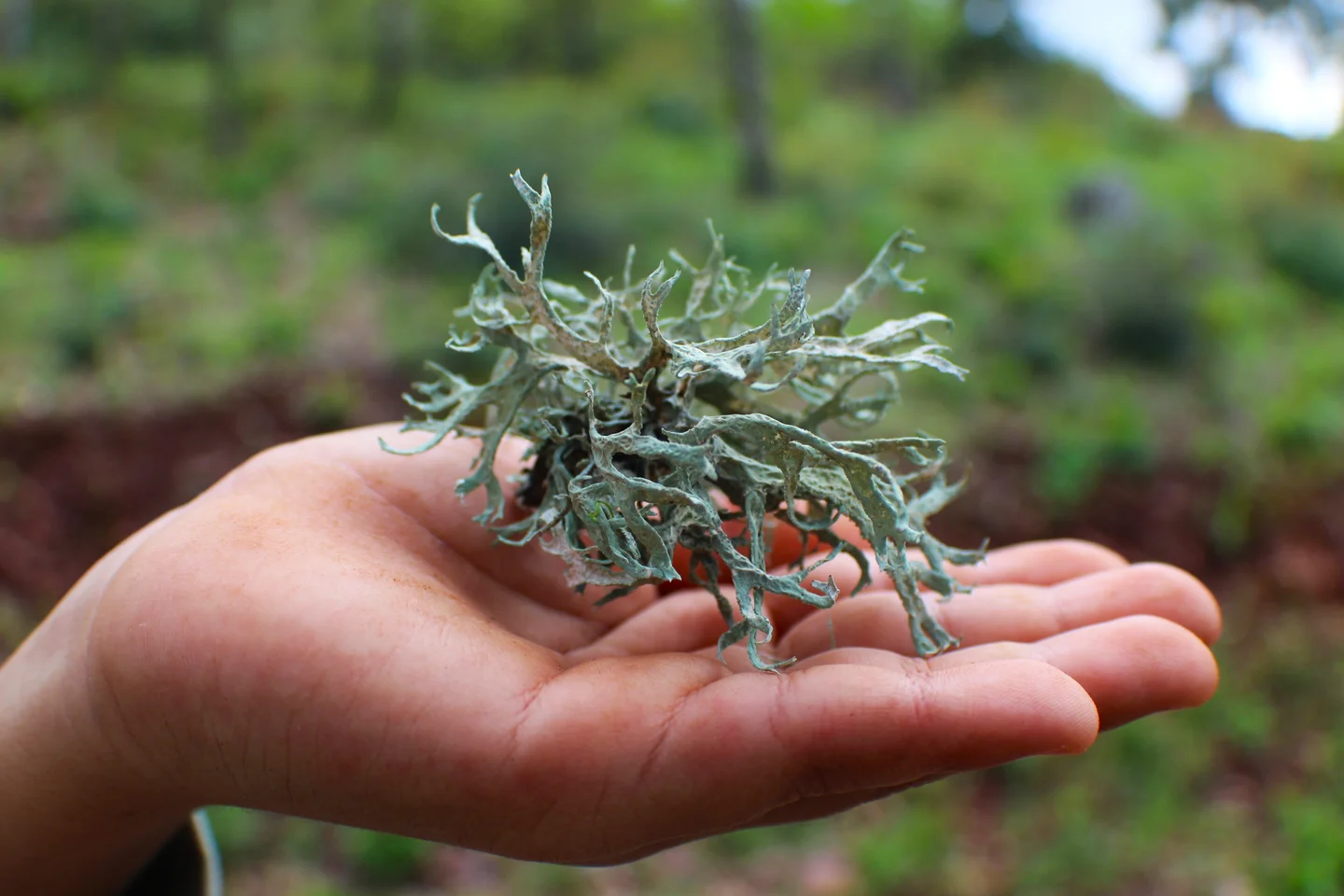 Evernia prunastri: tiny dancer in the forest breeze