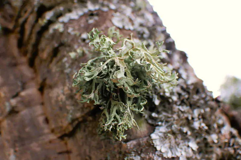 Evernia prunastri: stopping by woods on a cloudy evening