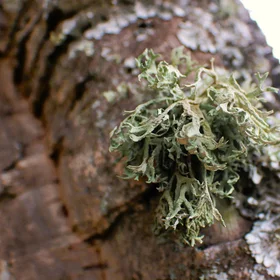 Evernia prunastri: stopping by woods on a cloudy evening