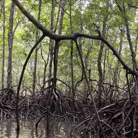Mangroves, Kilim Geological park Penang, Malaysia