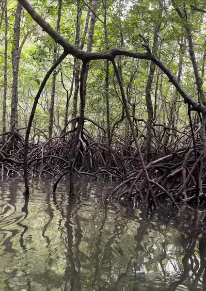 Mangroves, Kilim Geological park Penang, Malaysia