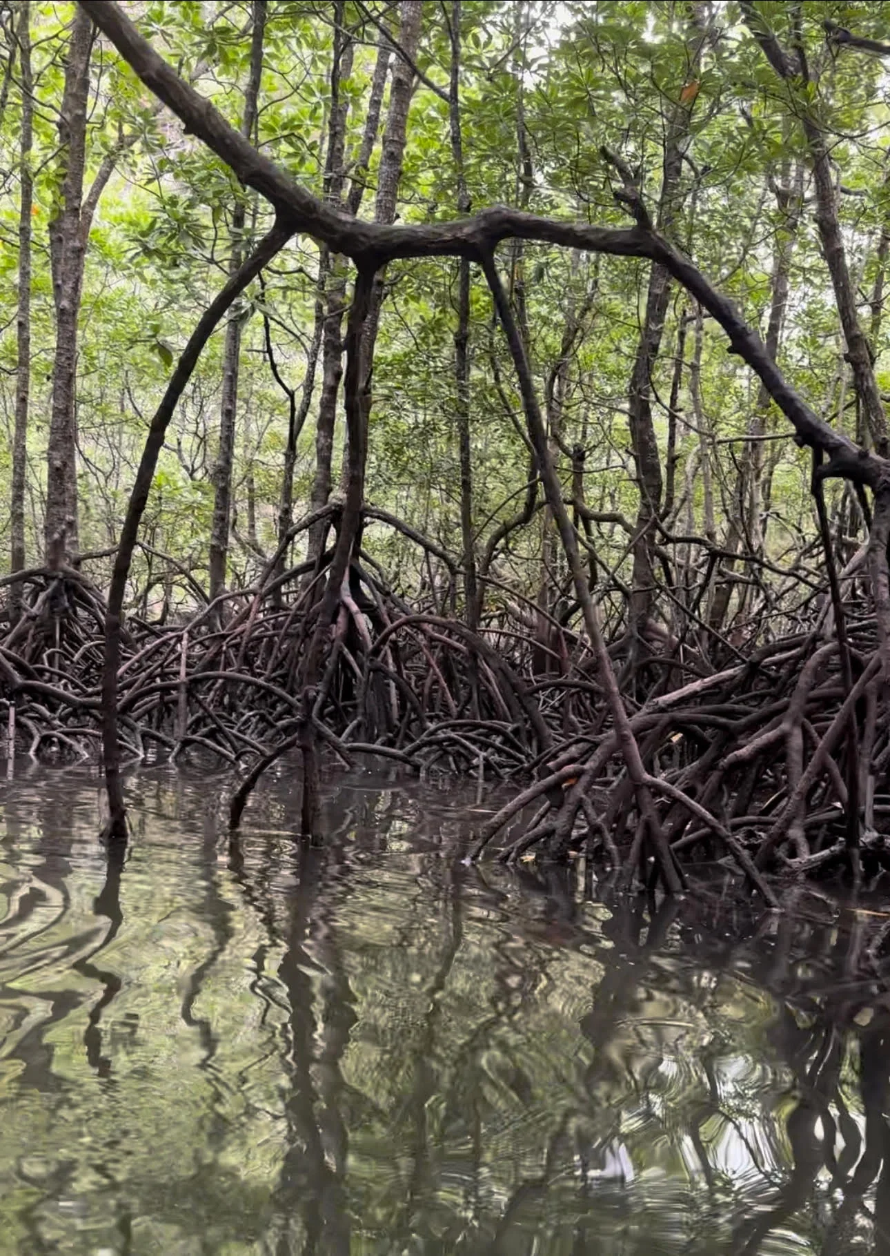 Mangroves, Kilim Geological park Penang, Malaysia