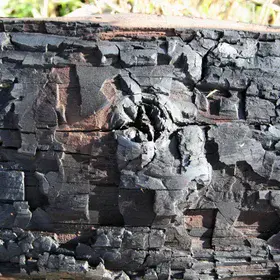 Charred eucalyptus trunk from the 2009 Canberra bushfire