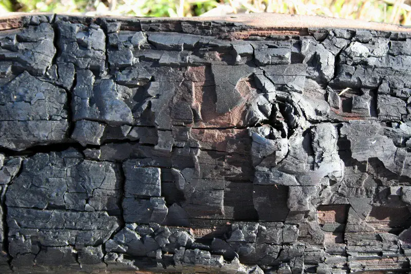 Charred eucalyptus trunk from the 2009 Canberra bushfire