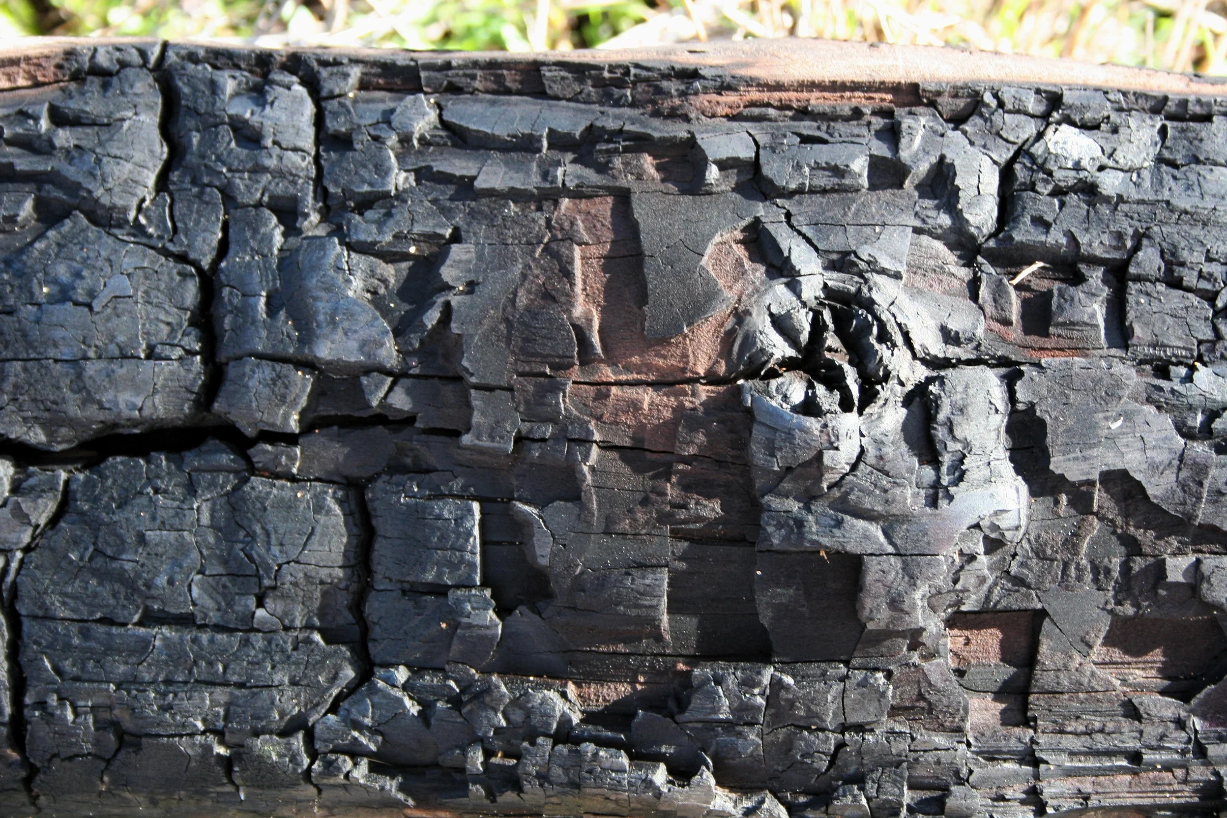Charred eucalyptus trunk from the 2009 Canberra bushfire