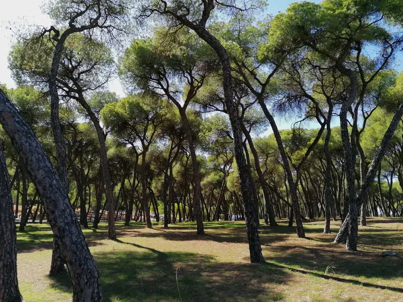 Forests are not eternal