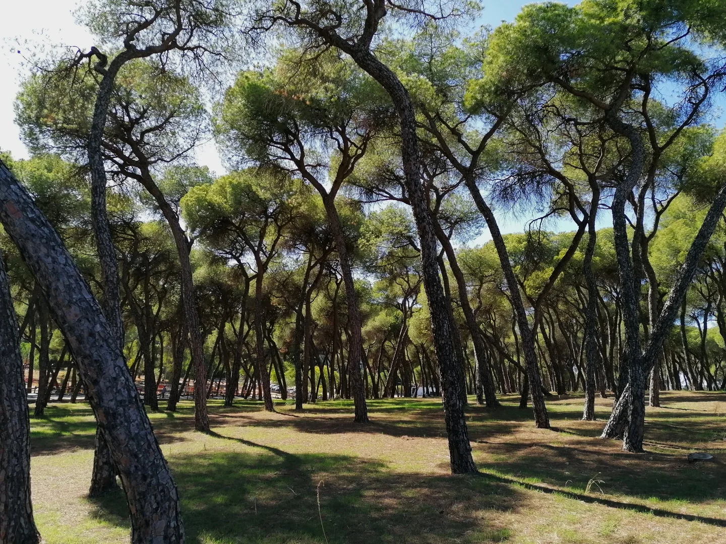Forests are not eternal
