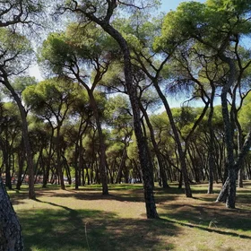 Forests are not eternal