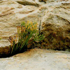 Soil settlers living on the edge
