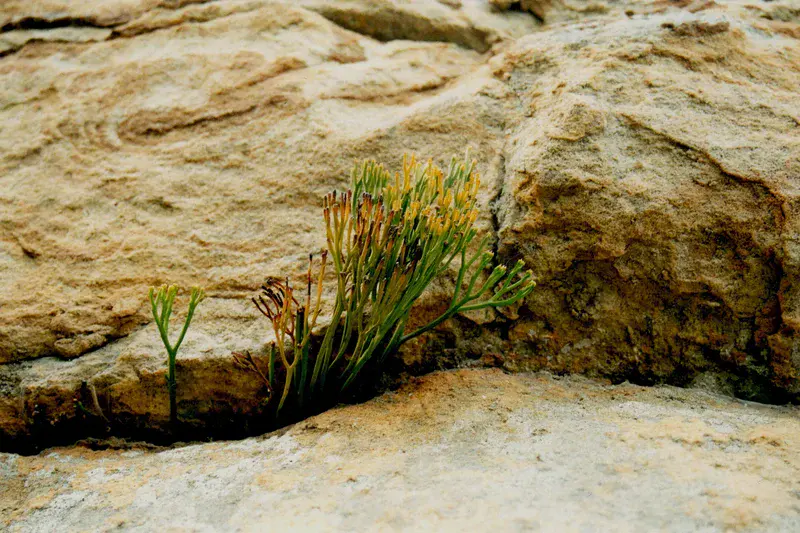 Soil settlers living on the edge
