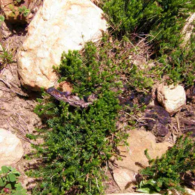 A green shoot in a burnt land