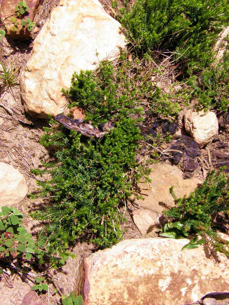 A green shoot in a burnt land