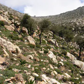 From the ashes, a hillside reborn