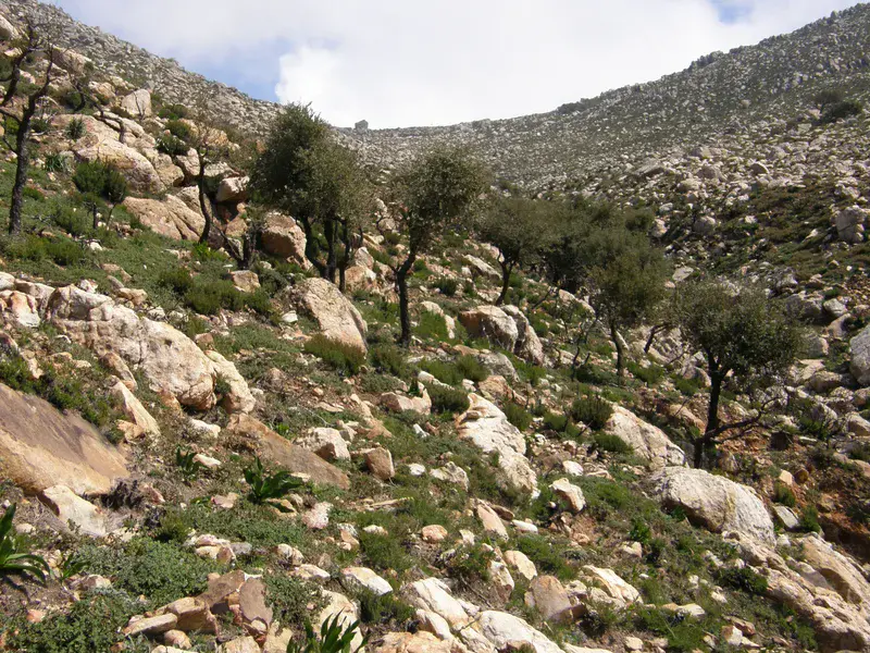 From the ashes, a hillside reborn