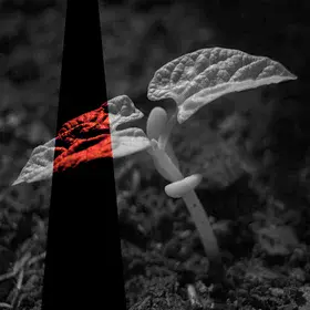 Young bean plant with indicated solar-induced fluorescence