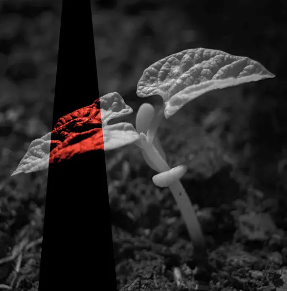 Young bean plant with indicated solar-induced fluorescence