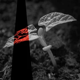 Young bean plant with indicated solar-induced fluorescence