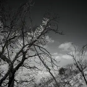 Vegetation recovery after the 2025 Palisades Fire in Los Angeles