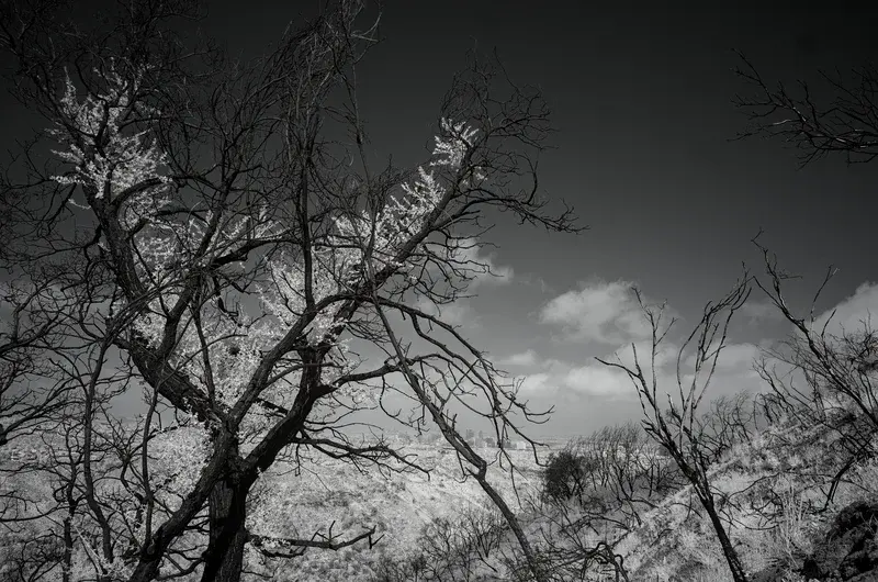 Vegetation recovery after the 2025 Palisades Fire in Los Angeles