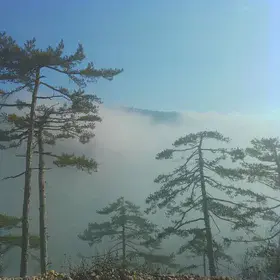 Between  currents of suspended state