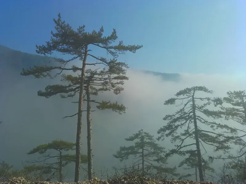 Between  currents of suspended state