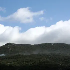 A brief flame in the cork oak shade (Los Alcornocales Natural Park, SW Spain)