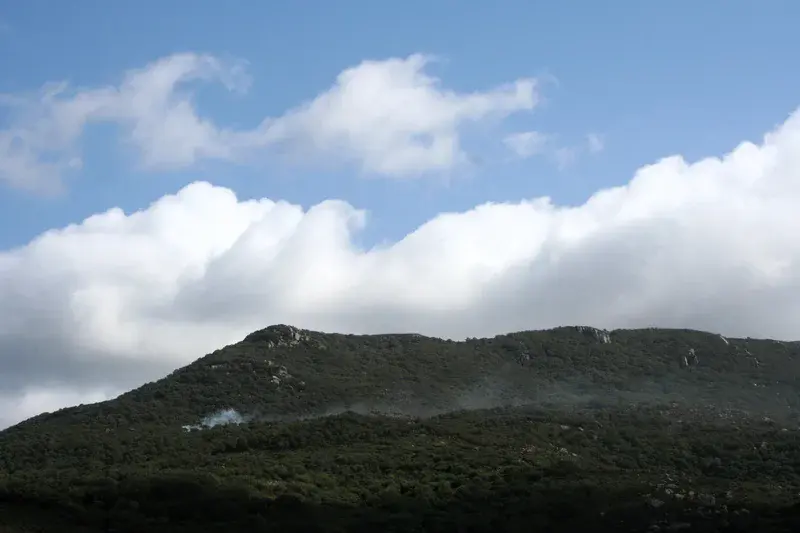 A brief flame in the cork oak shade (Los Alcornocales Natural Park, SW Spain)