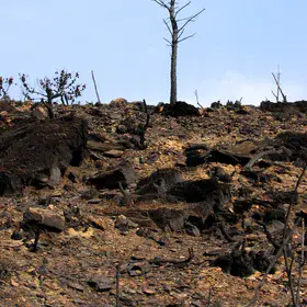 The last tree standing