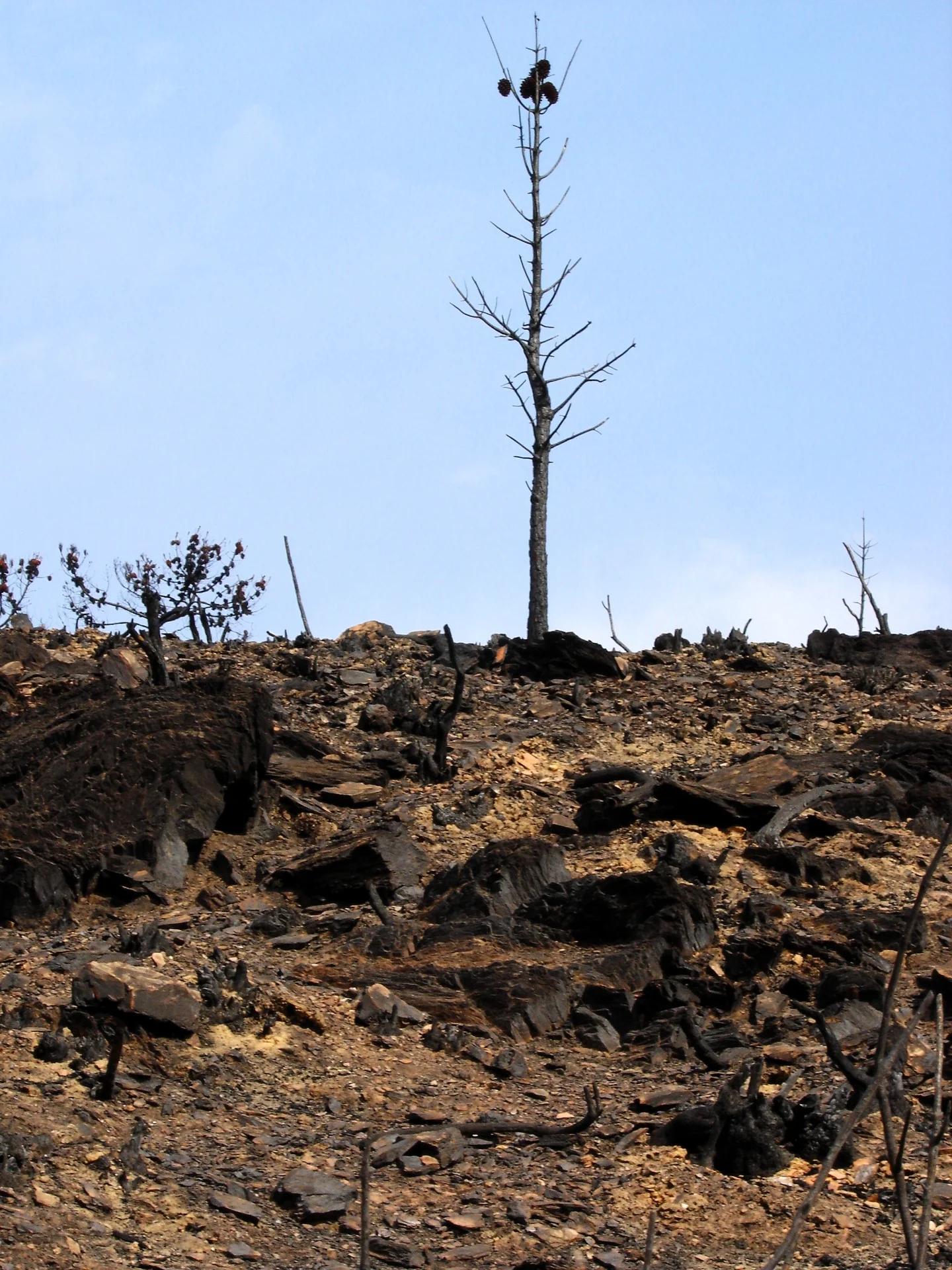 The last tree standing