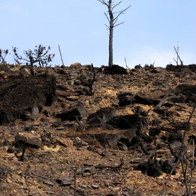The last tree standing