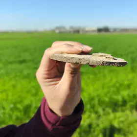 A thin line between soil and sky