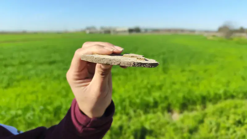 A thin line between soil and sky