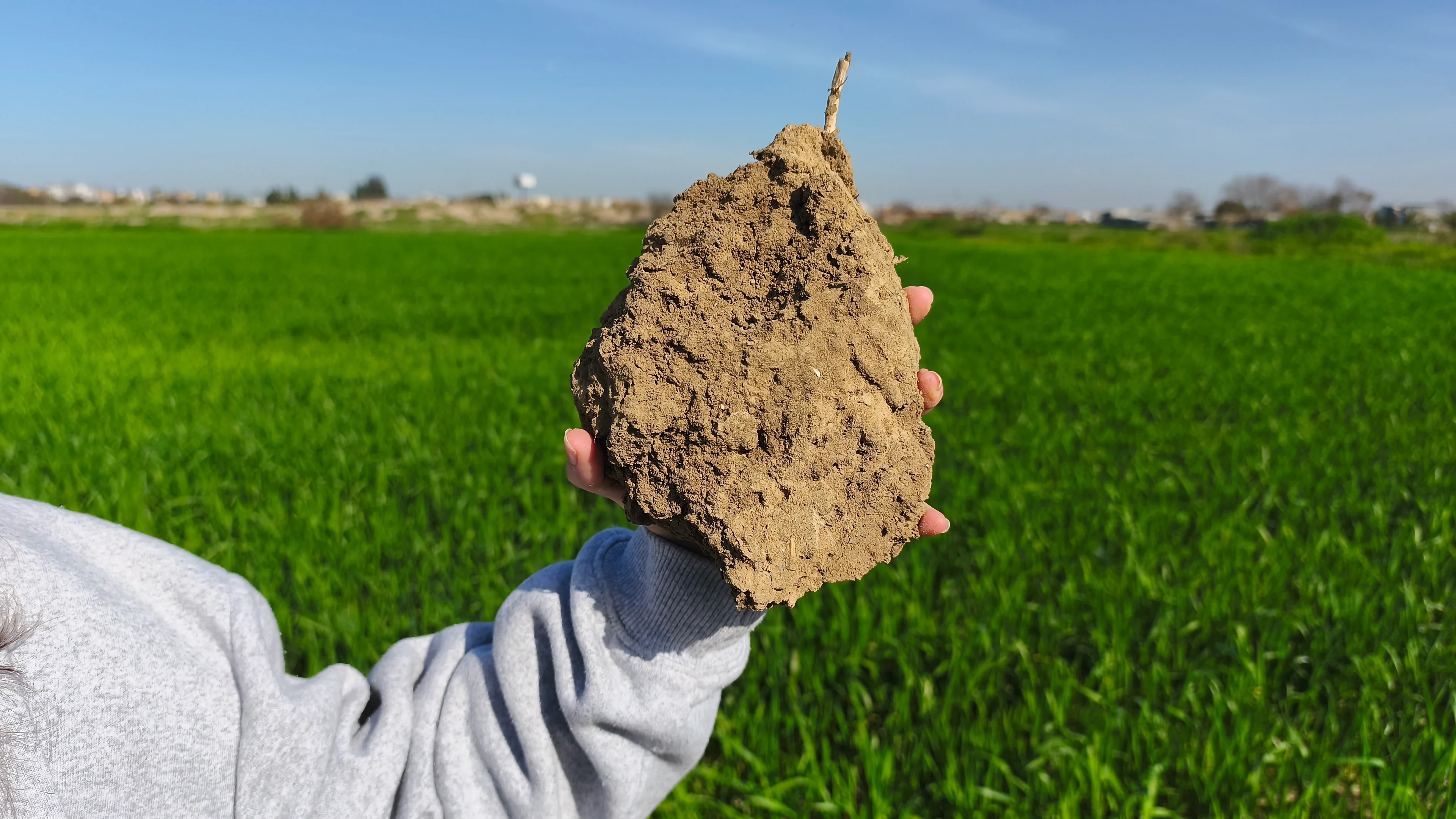Hand holding soil clump in lush green field under clear sky.