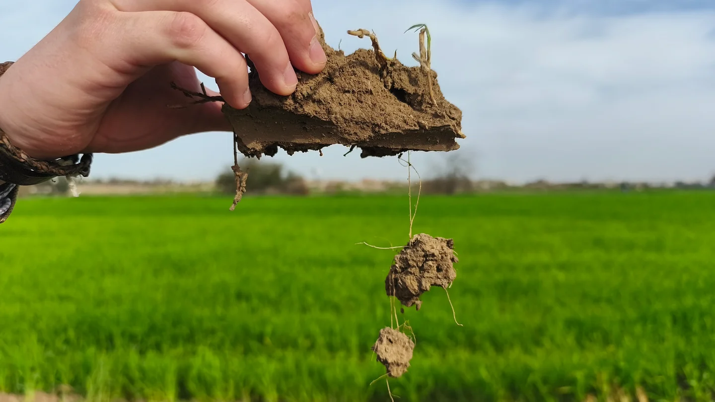 Hand holds soil clump with roots, set against a green field.