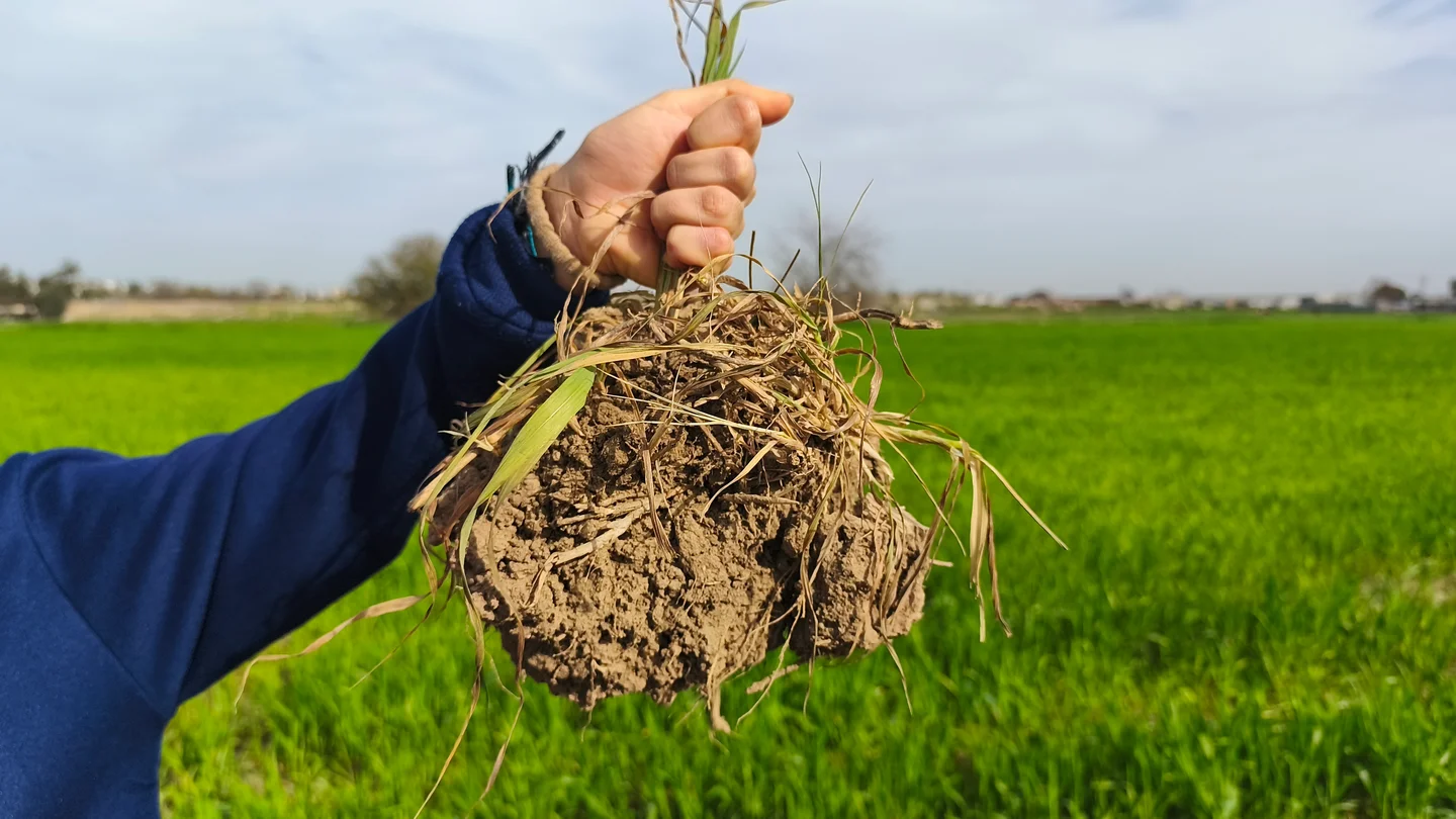 Hand holding a clump of soil and roots against a green field backdrop.