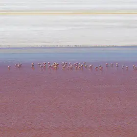 Flamingos in Laguna Colorada with Salt flats