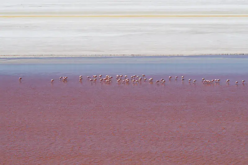 Flamingos in Laguna Colorada with Salt flats