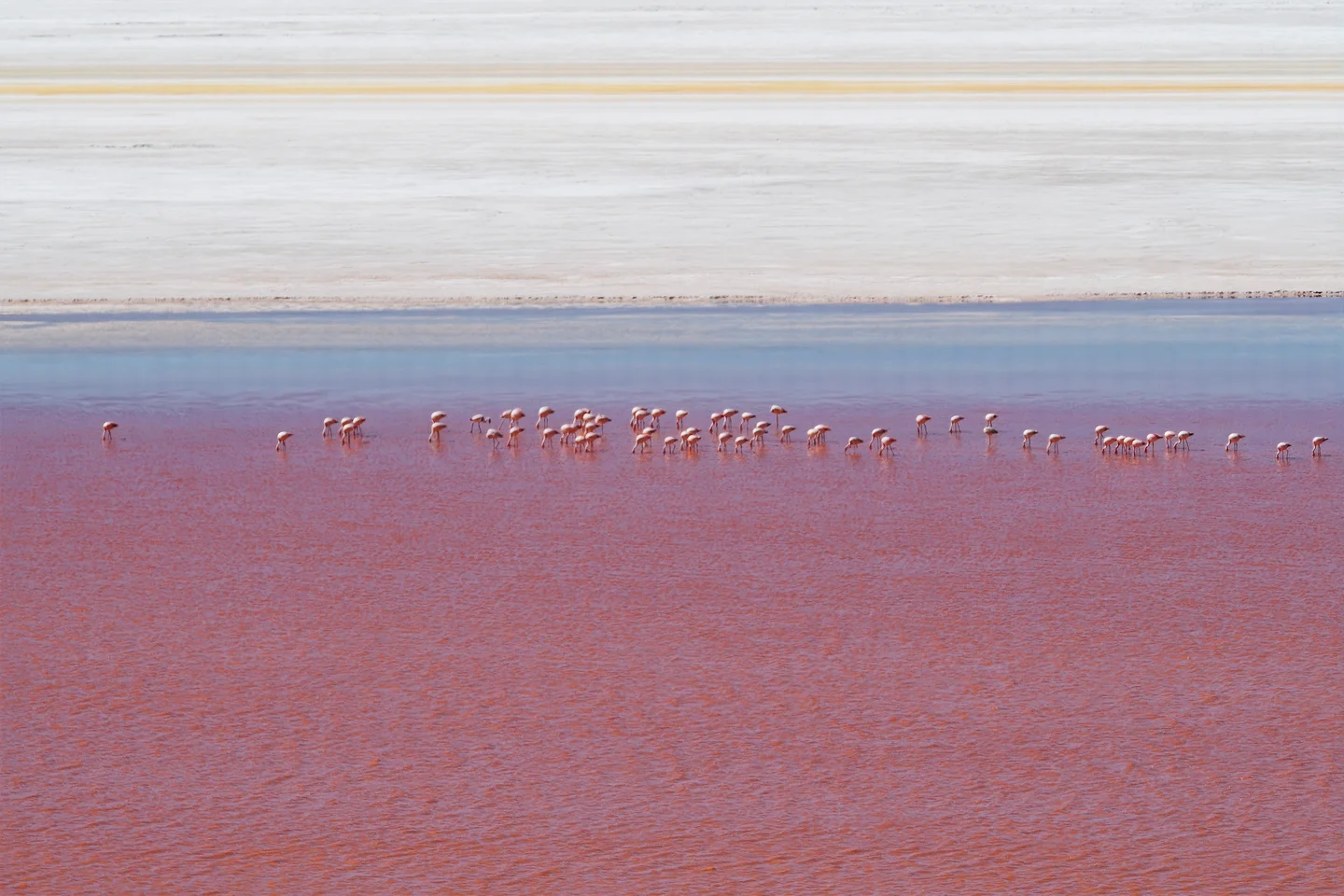 Flamingos in Laguna Colorada with Salt flats