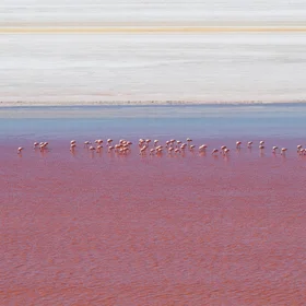 Flamingos in Laguna Colorada with Salt flats