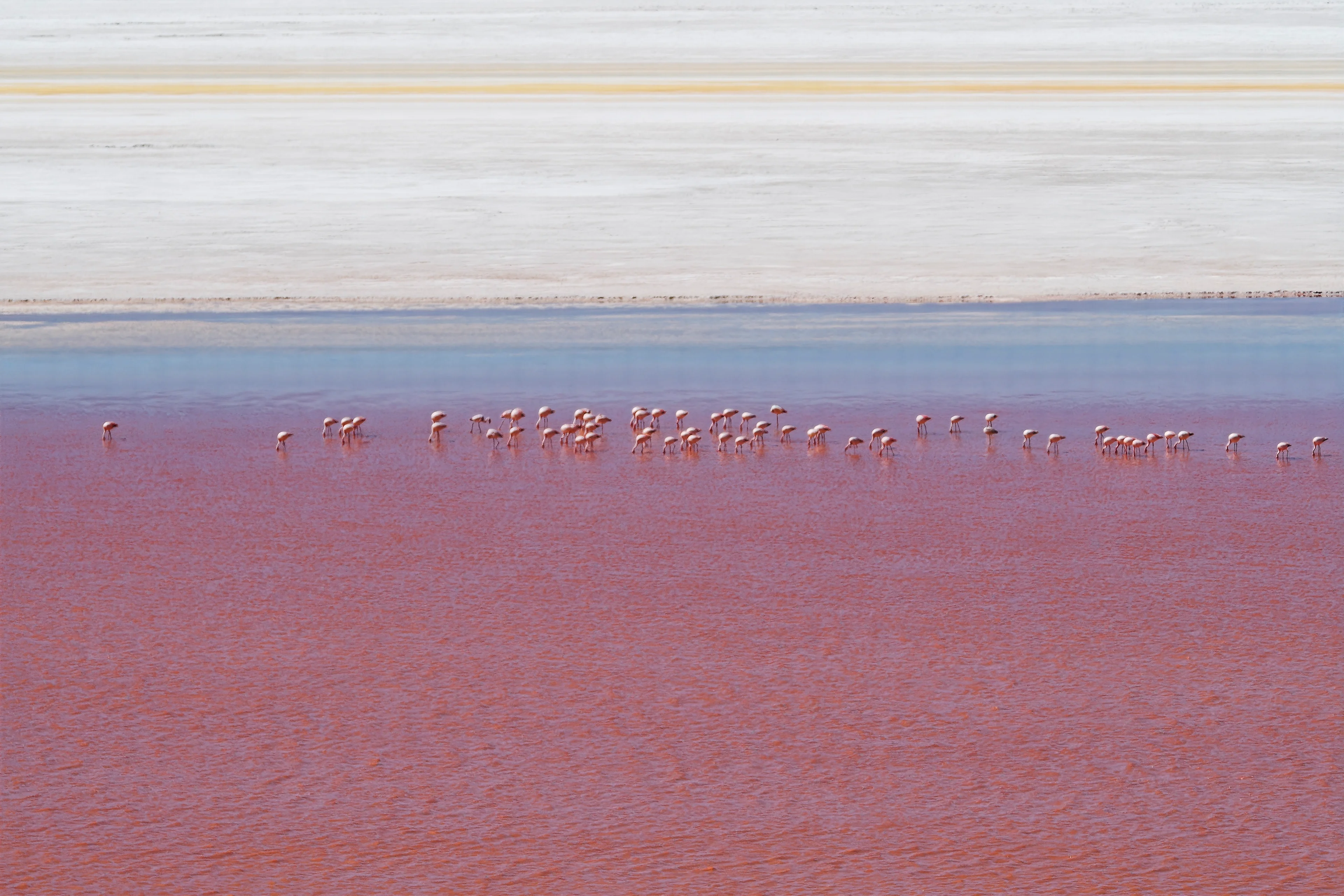 Flamingos in Laguna Colorada with Salt flats