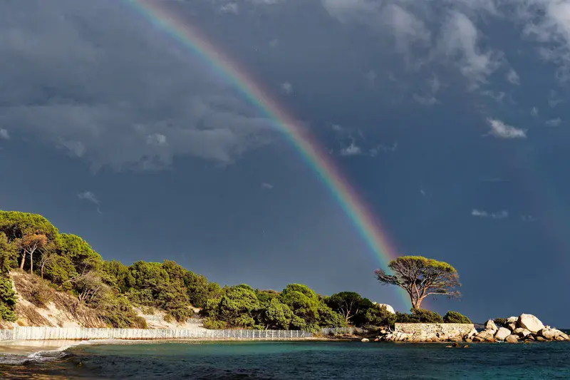 Rainbow over Mediterranean Stone Pine