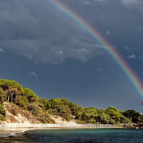 Rainbow over Mediterranean Stone Pine