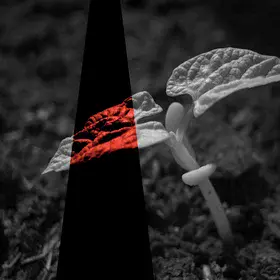 Solar-induced chlorophyll fluorescence measurements using solar-blind optical radiometry