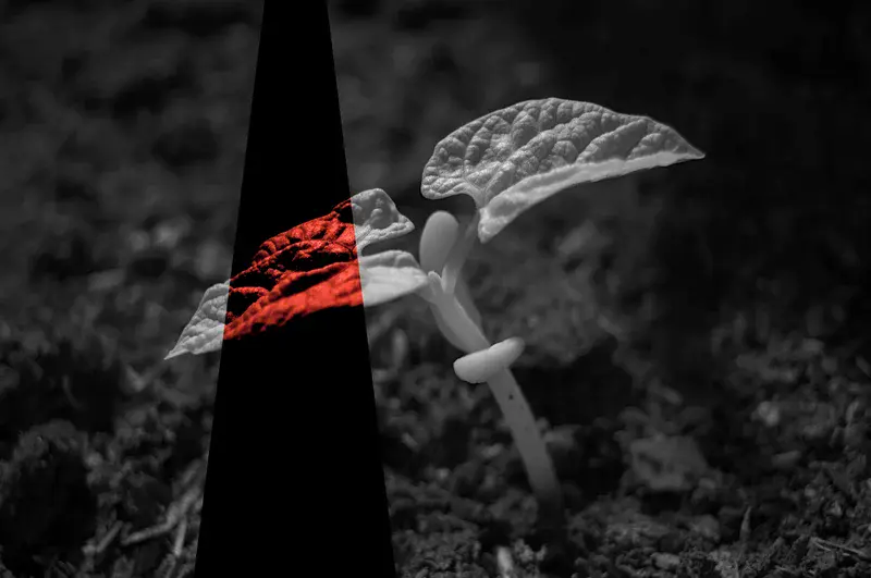 Solar-induced chlorophyll fluorescence measurements using solar-blind optical radiometry