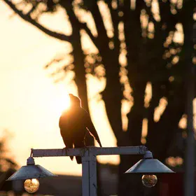 Finding Our Golden Hour